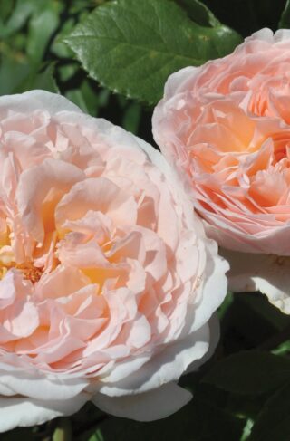 Parfuma® Bliss