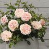 Veranda® Cream