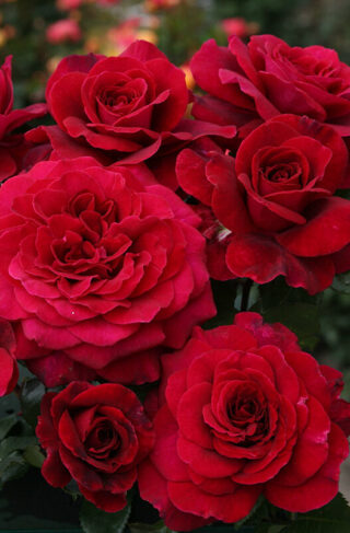 Eleganza® Gypsy Soul