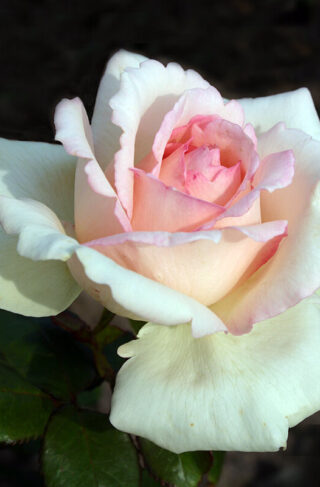 Eleganza® Pink Enchantment