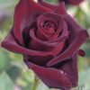 Black Baccara