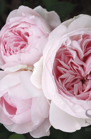 Kordes Roses