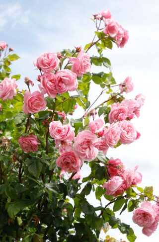 Arborose® Kiss Me Kate