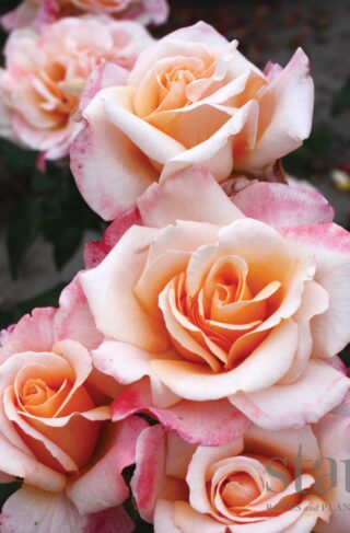 Eleganza® Oh Happy Day