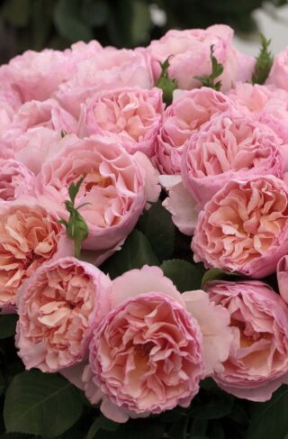 Meiland Roses