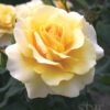 Eleganza® Sunny Sky