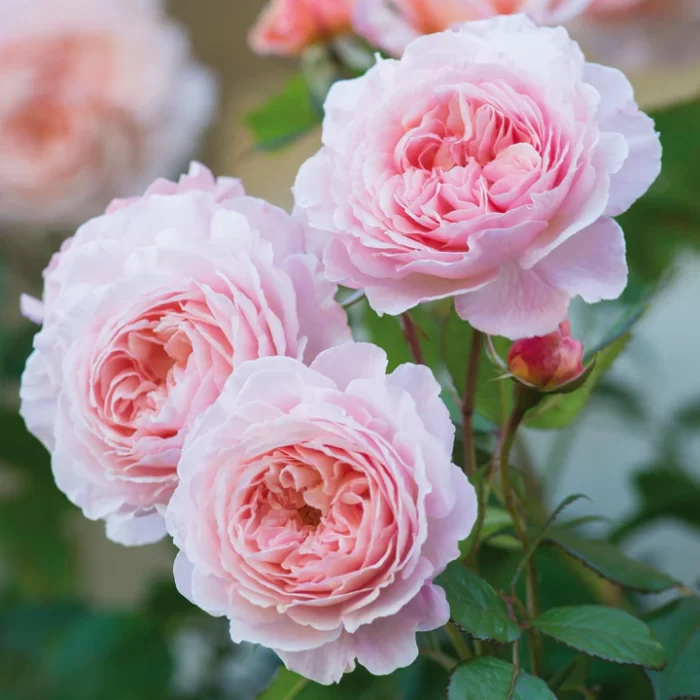 'A Shrosphire Lad' David Austin Rose - Image 2
