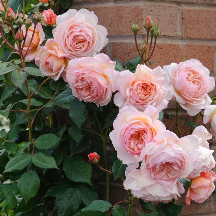 'A Shrosphire Lad' David Austin Rose