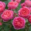 'Boscobel' David Austin Rose