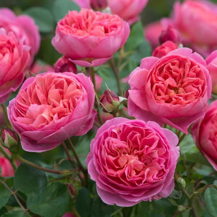 'Boscobel' David Austin Rose