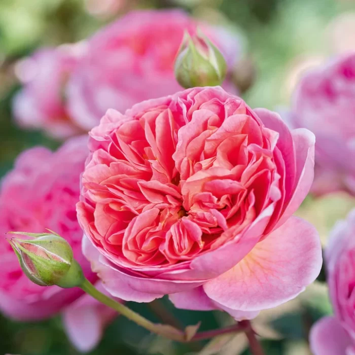 'Boscobel' David Austin Rose - Image 2