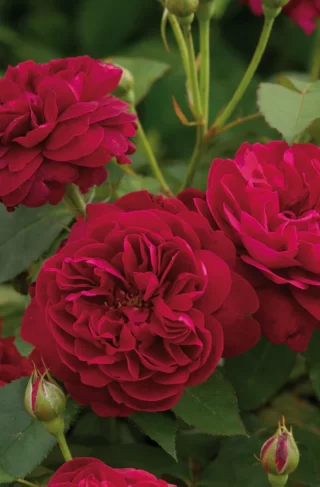 Darcey Bussell