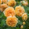 Color: Apricot-orange Flowering: Repeat Flowering Fragrance: Strong, Fruity Bloom Size: Large Family: English Climbing Rose Size: Medium Climber