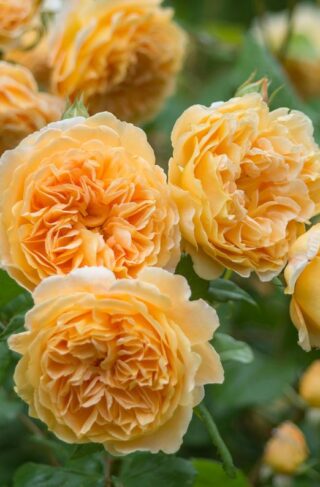 Color: Apricot-orange Flowering: Repeat Flowering Fragrance: Strong, Fruity Bloom Size: Large Family: English Climbing Rose Size: Medium Climber