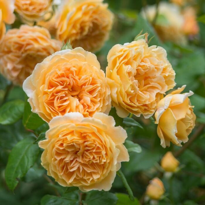 Color: Apricot-orange Flowering: Repeat Flowering Fragrance: Strong, Fruity Bloom Size: Large Family: English Climbing Rose Size: Medium Climber