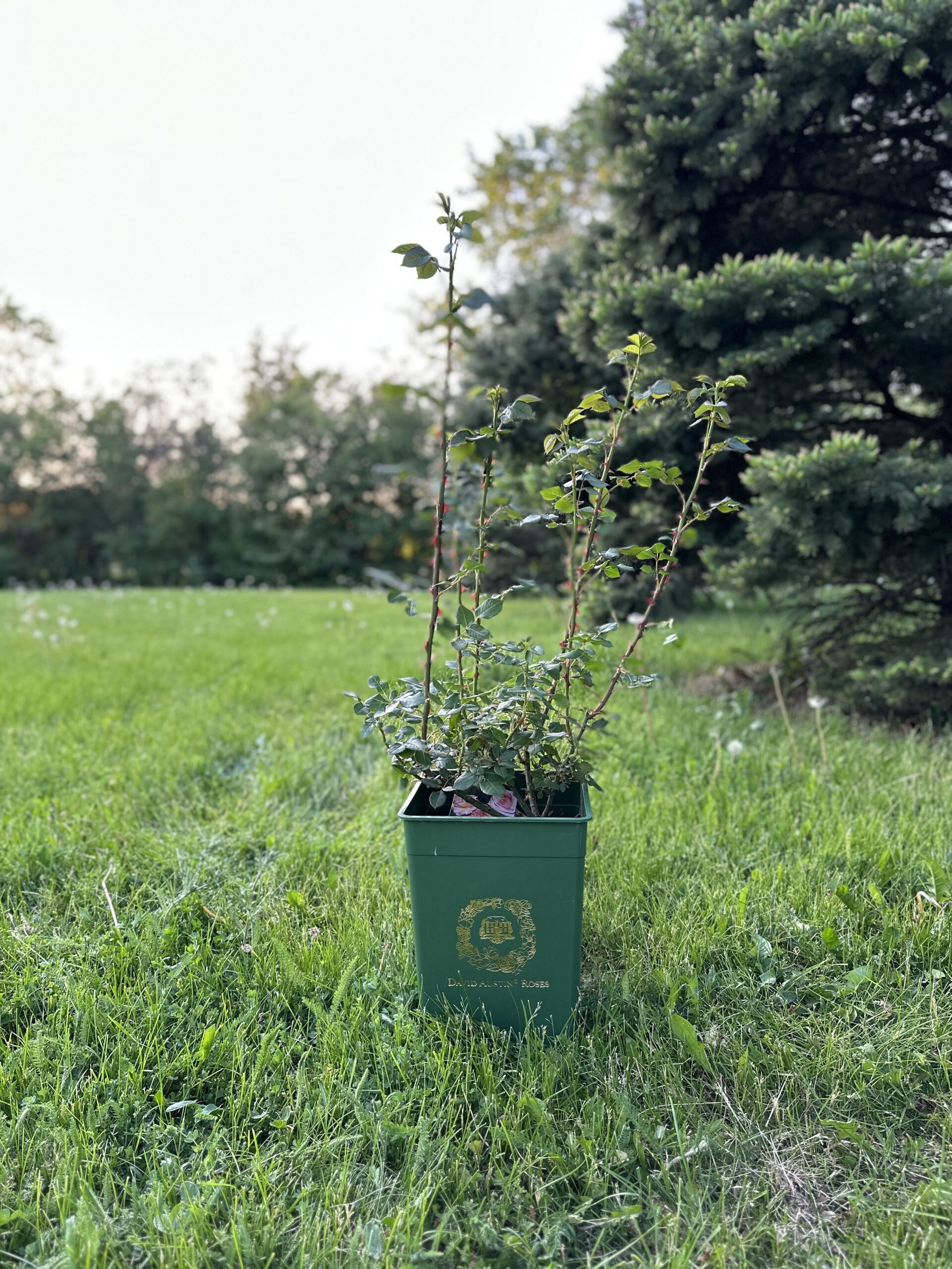 Abraham Darby David Austin Rose Plant Mart Co