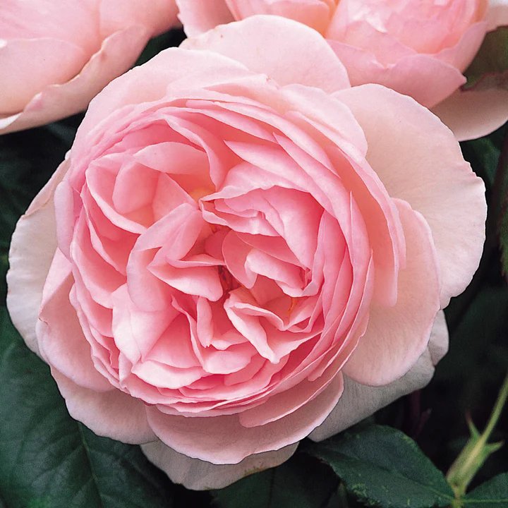 Heritage rose