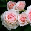 Mordern Blush Rose