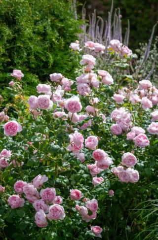 'Sceptered Isle' David Austin Rose