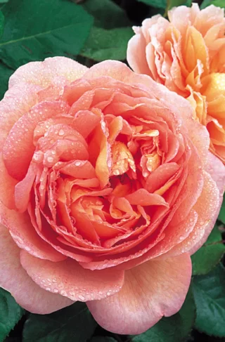 'Abraham Darby' David Austin Rose