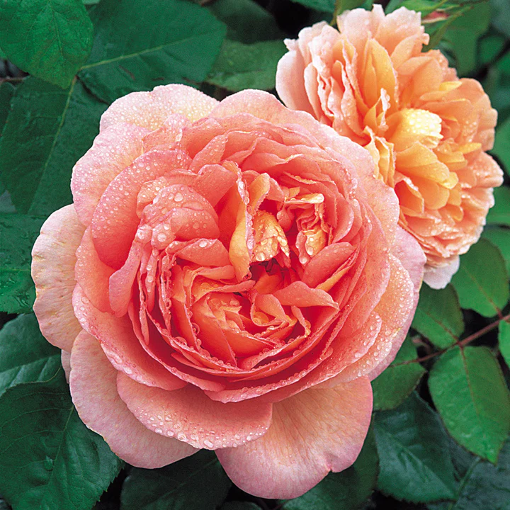 'Abraham Darby' David Austin Rose