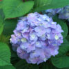 2G Hydrangea 'Let's Dance Sky View' PW