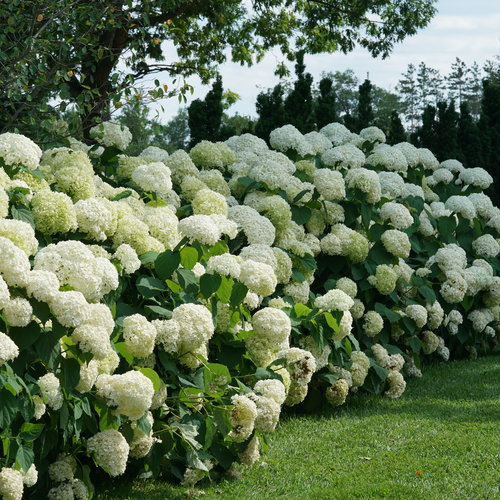 2G Hydrangea 'Incrediball' PW - Image 3