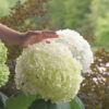 2G Hydrangea 'Incrediball' PW