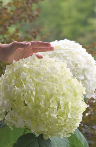 スポーツトイ・アクショントイ hydrangea Aquilegia スポーツトイ・アクショントイ hydrangea Aquilegia 品質満点
