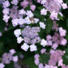 2G Hydrangea 'Tiny Tuff Stuff' PW