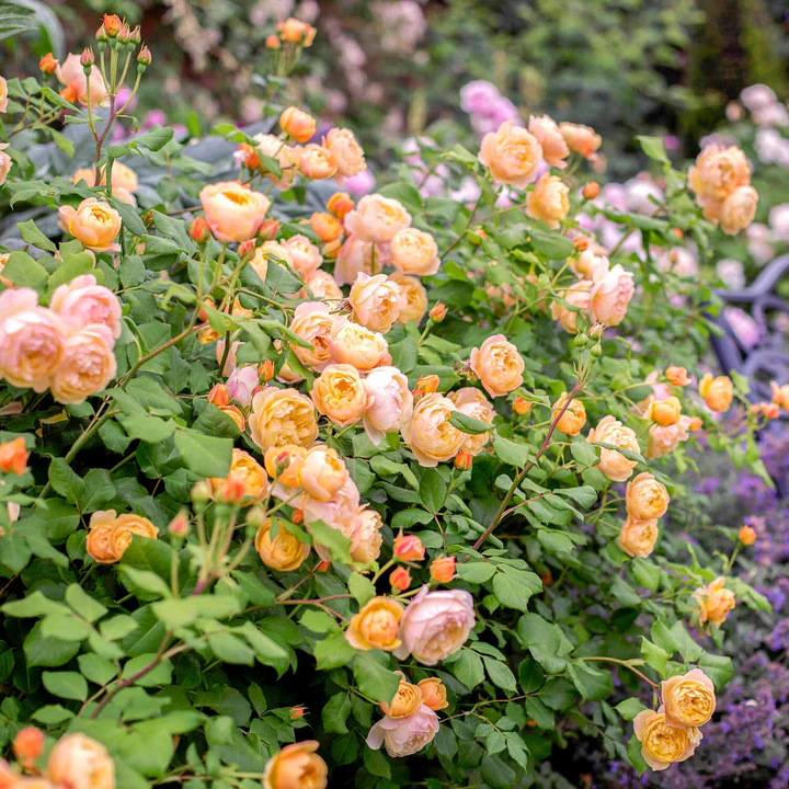 'Roald Dahl' David Austin Rose - Image 2