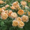 roald dahl david austin roses