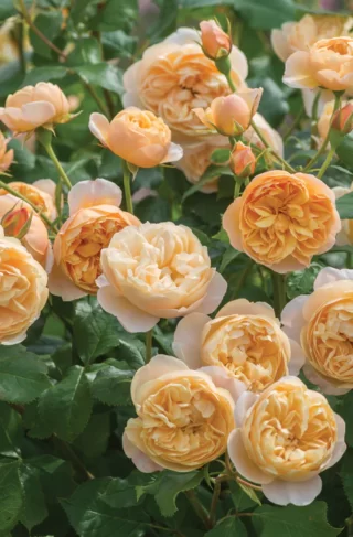 Roses – Plant Mart Co.