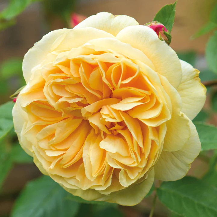 'Teasing Georgia' David Austin Rose - Image 2