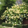 'Teasing Georgia' David Austin Rose