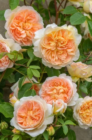 Bathsheba Rose
