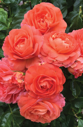 'Coquitlam' Floribunda Rose