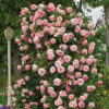 Pearly Gates Rose