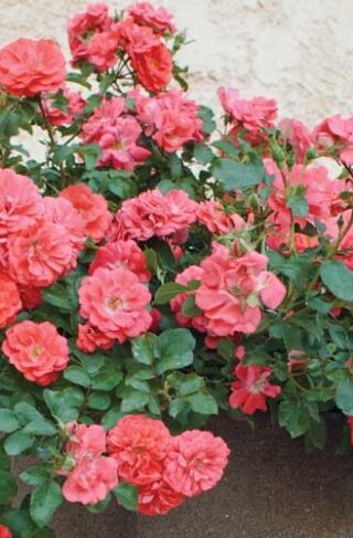 'Coral Drift' Standard Rose Tree 36''
