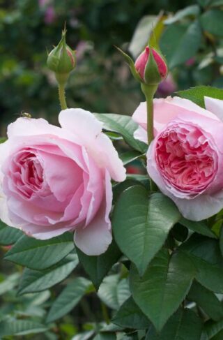 Scentous