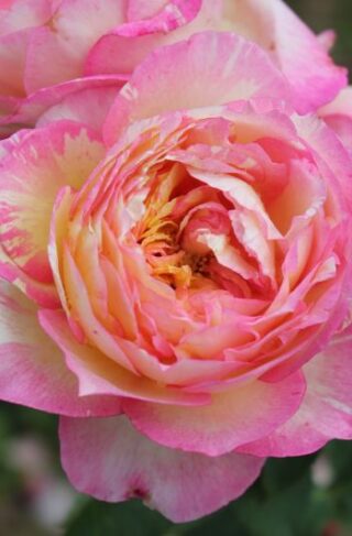 'Marc Chagall™' Shrub Roses