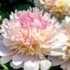 2G Peony 'Alertie'