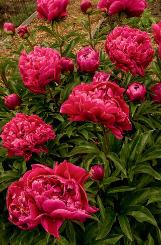 2G Peony 'Big Ben'