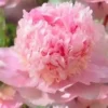 2G Peony 'Eden Parfume'