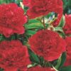 2G Peony 'Karl Rosenfield'