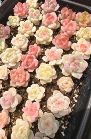 Succulents